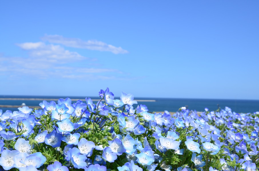 Gwはひたち海浜公園のネモフィラを見に行こう ゴールデンウィーク ウォーカープラス